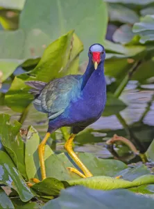 Swamphen Prints: American Purple gallinule (Porphyrio martinica) balancing on a lily pad