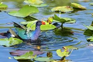 Pods Prints: American purple gallinule (Porphyrio martinica) holding water lily seed pod in beak while swimming through lily pads