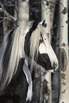 American quarter horse standing in forest, portrait. Alberta, Canada. February