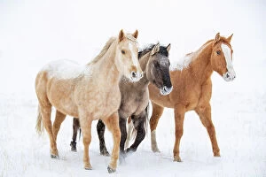 American Quarter Horse Gallery: American quarter horse, three standing in snow. Alberta, Canada. February