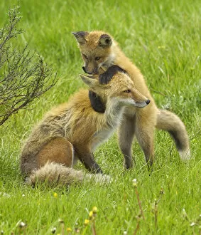 Images Dated 6th June 2008: American Red fox (Vulpes vulpes fulva) baby playing with mother, Grand Teton National Park