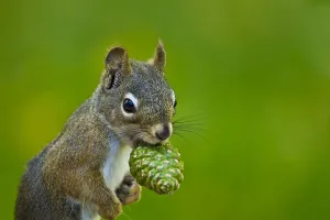 Abies Menziesii Gallery: American red squirrel (Tamiasciurus hudsonicus) collecting, Douglas Fir (Pseudotsuga