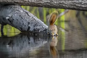 2020 June Highlights Collection: American red squirrel (Tamiasciurus hudsonicus) on tree trunk drinking in a beaver pond