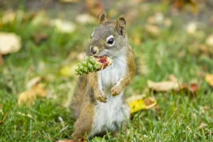 American red squirrel (Tamiasciurus hudsonicus) feeding on Douglas Fir (Pseudotsuga