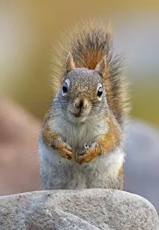 Temperate Prints: American red squirrel (Tamiasciurus hudsonicus) sitting on rock