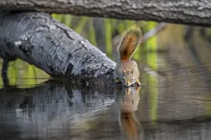 Mount Graham Red Squirrel Prints: American red squirrel (Tamiasciurus hudsonicus) on tree trunk drinking in a beaver pond