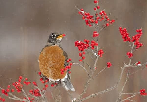 American Robin (Turdus migratorius), feeding on winterberry (Ilex) fruits in winter