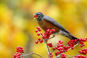 American robin (Turdus migratorius) feeding on Winterberry holly (Ilex sp) berries