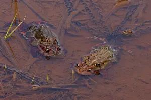 Amplexus Prints: American toads (Anaxyrus americanus) two pairs in amplexus in shallow water