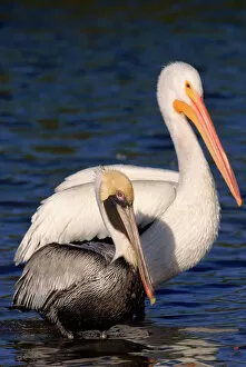 Images Dated 3rd April 2003: American white & Brown pelican P. occidentalis}, Florida, USA