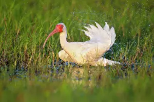 Florida Prints: American white ibis (Eudocimus albus) standing among vegetation in shallow water