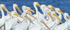 Images Dated 13th February 2012: American White Pelican (Pelecanus erythrohycnchos) flock. Everglades National Park