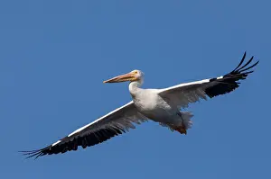 Pelecanus Prints: American white pelican (Pelecanus erythrorhynchos) in flight against blue sky