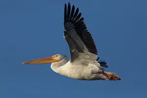 Mexico Prints: American white pelican (Pelecanus erythrorhynchos) in flight against blue sky