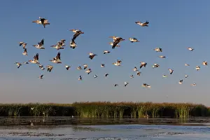 Mexico Prints: American white pelican (Pelecanus erythrorhynchos) flock in flight at dusk