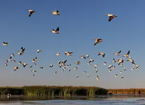 Mexico Prints: American white pelican (Pelecanus erythrorhynchos) flock in flight at dusk