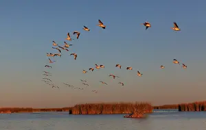 Mexico Prints: American white pelican (Pelecanus erythrorhynchos) flock in flight at dusk