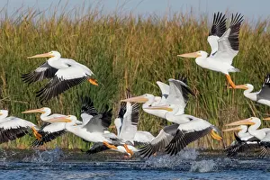 Taking Off Prints: American white pelican (Pelecanus erythrorhynchos) flock taking flight