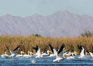 Reedbed Prints: American white pelican (Pelecanus erythrorhynchos) flock taking flight from river with mountains in background