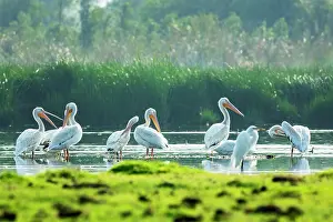 Pelecanus Prints: American white pelicans (Pelecanus erythrorhynchos) flock