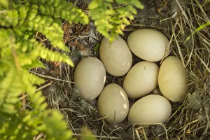 American wigeon (Anas / Mareca americana) nest with seven eggs, Anchorage Provincial Park