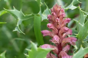 Orobanchaceae Prints: Amethyst broomrape (Orobanche amethystea) in flower, Nijmegen, The Netherlands. May