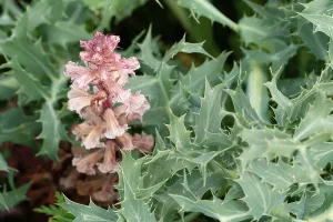 Orobanchaceae Prints: Amethyst broomrape (Orobanche amethystea) in flower, Nijmegen, The Netherlands. May