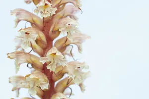 Orobanchaceae Prints: Amethyst broomrape (Orobanche amethystea) in flower, Nijmegen, The Netherlands. May