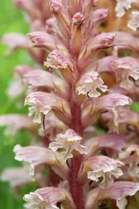 Orobanchaceae Prints: Amethyst broomrape (Orobanche amethystea) in flower, Nijmegen, The Netherlands. May
