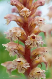Orobanchaceae Prints: Amethyst broomrape (Orobanche amethystea) in flower, Nijmegen, The Netherlands. May