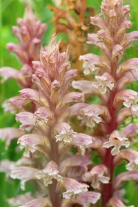 Orobanchaceae Prints: Amethyst broomrape (Orobanche amethystea) in flower, Nijmegen, The Netherlands. May