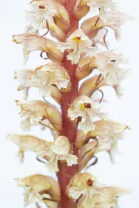 Orobanchaceae Prints: Amethyst broomrape (Orobanche amethystea) in flower, Nijmegen, The Netherlands. May