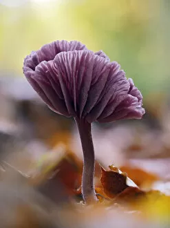 Agaricomycetes Gallery: Amethyst deceiver (Laccaria amethystina), mature mushroom that had curved up to show