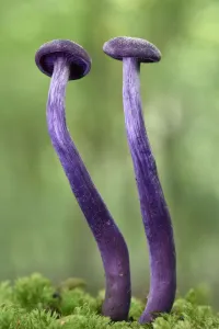 Amethyst Deceiver (Laccaria amethystina) two young toadstools growing up from mossy log, Buckinghamshire, England, UK Amethyst Deceiver (Laccaria amethystina) two young toadstools growing up from mossy log, Buckinghamshire, England, UK