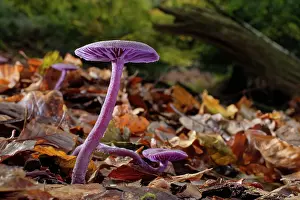 Forest Floor Prints: Amethyst deceiver (Laccaria amethystina) group fruiting on a woodland floor