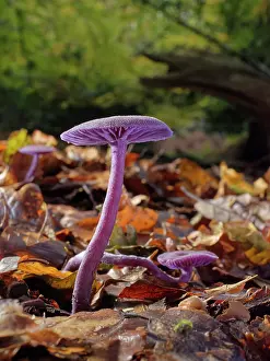 Forest Floor Prints: Amethyst deceiver (Laccaria amethystina) group fruiting on a woodland floor