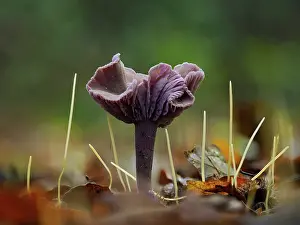 Collybia Amethystina Prints: Amethyst deceiver (Laccaria amethystina) and Slender club (Isolepis cernua) among fallen leaves