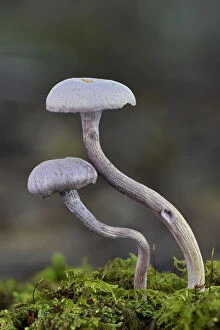Agaricomycetes Gallery: Amethyst deceiver toadstools (Laccaria amethystina) growing up from mossy log, Buckinghamshire