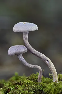 Collybia Amethystina Prints: Amethyst deceiver toadstools (Laccaria amethystina) growing up from mossy log