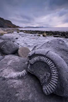 The Past Prints: Ammonites at the Fossil Graveyard on beach at Lyme Regis