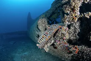 Croatia Prints: Ammunition on the wreck of B17 Bomber Flying fortress