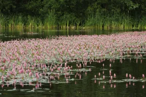 Aquatic Gallery: Amphibious bistort (Polygonum amphibium) in flower on lake, Westhay SWT reserve, Somerset Levels