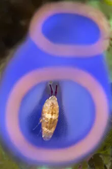 Ascidian Gallery: Amphipod (Amphipoda) living inside sea squirt (Rhopalaea sp.) Anilao, Batangas, Luzon, Philippines