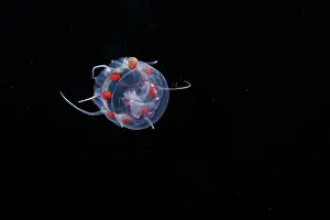 Scyphozoa Prints: Amphipod (Amphipoda sp.) clinging to Crown jellyfish (Nausithoe picta) swimming in open sea at night