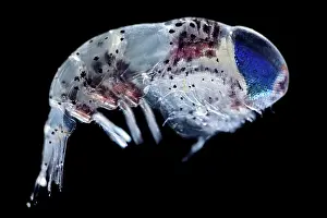 Deep Sea Prints: Amphipod (Hyperiidea) portrait