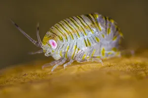 Amphipod (Iphimedia obesa) on top of a colony of Deadmans fingers (Alcyonium digitatum) coral