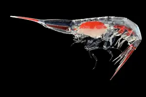 Deep Sea Prints: Amphipod (Streetsia challengeri) portrait