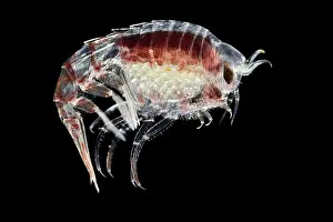 Parasites Prints: Amphipod (Themisto gaudichaudii) portrait