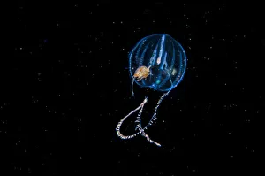 Inverebrates Prints: Amphipod travelling on sea gooseberry (Ctenophora) Browning Pass, Vancouver Island