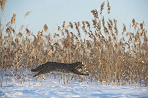2018 November Highlights Gallery: Amur leopard cat (Prionailurus bengalensis euptilurus) leaping past reed bed, Vladivostok